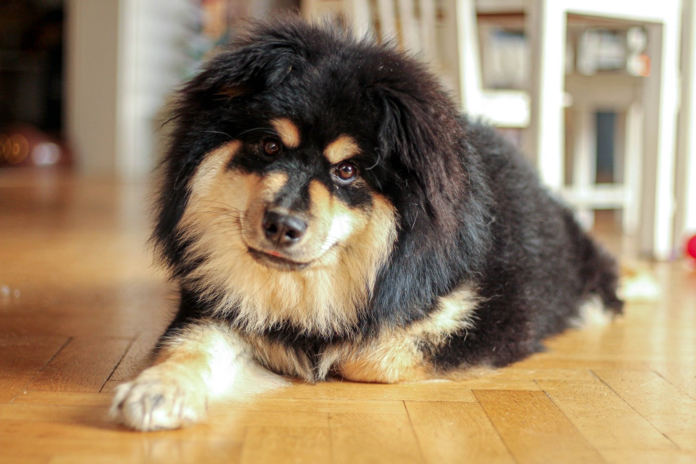 Aum Mani Padme Hum Du Bonheur Arc-en-ciel